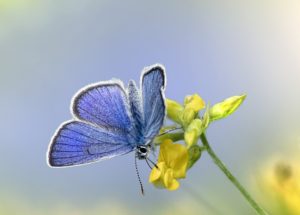 mazarine blue butterfly, butterfly, flowers-6400060.jpg